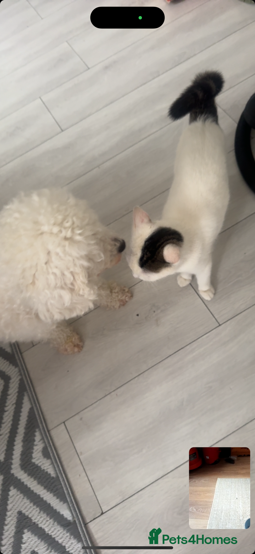 Domestic Shorthair cats for sale: Snow White sisters ❄️🥰 - Image 12