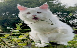 Maine Coon cats for sale: ANDERPRIDE HAVE KITTENS- INTEREST  OPEN  - Image 24