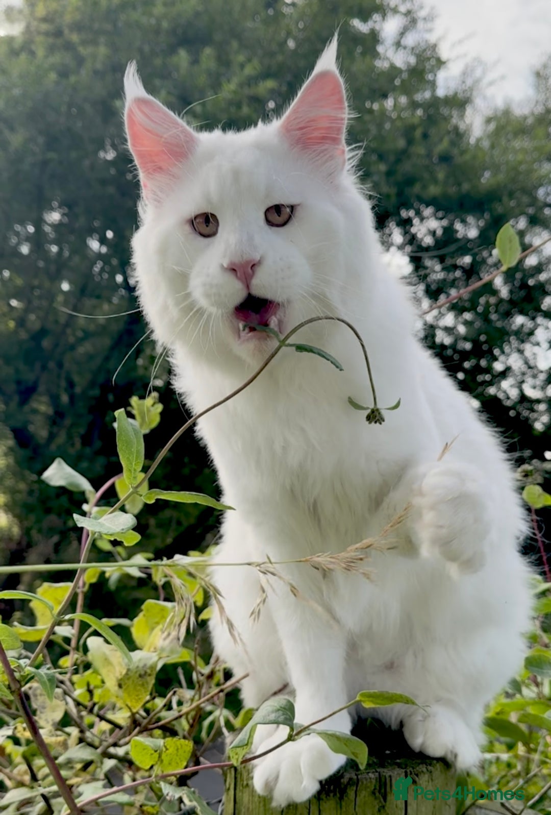 Maine Coon cats for sale: ANDERPRIDE HAVE KITTENS- INTEREST  OPEN  - Image 24