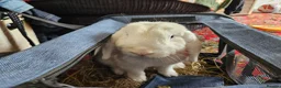 German Lop rabbits for sale: Rescue a Beautiful Rabbit - Advert 5
