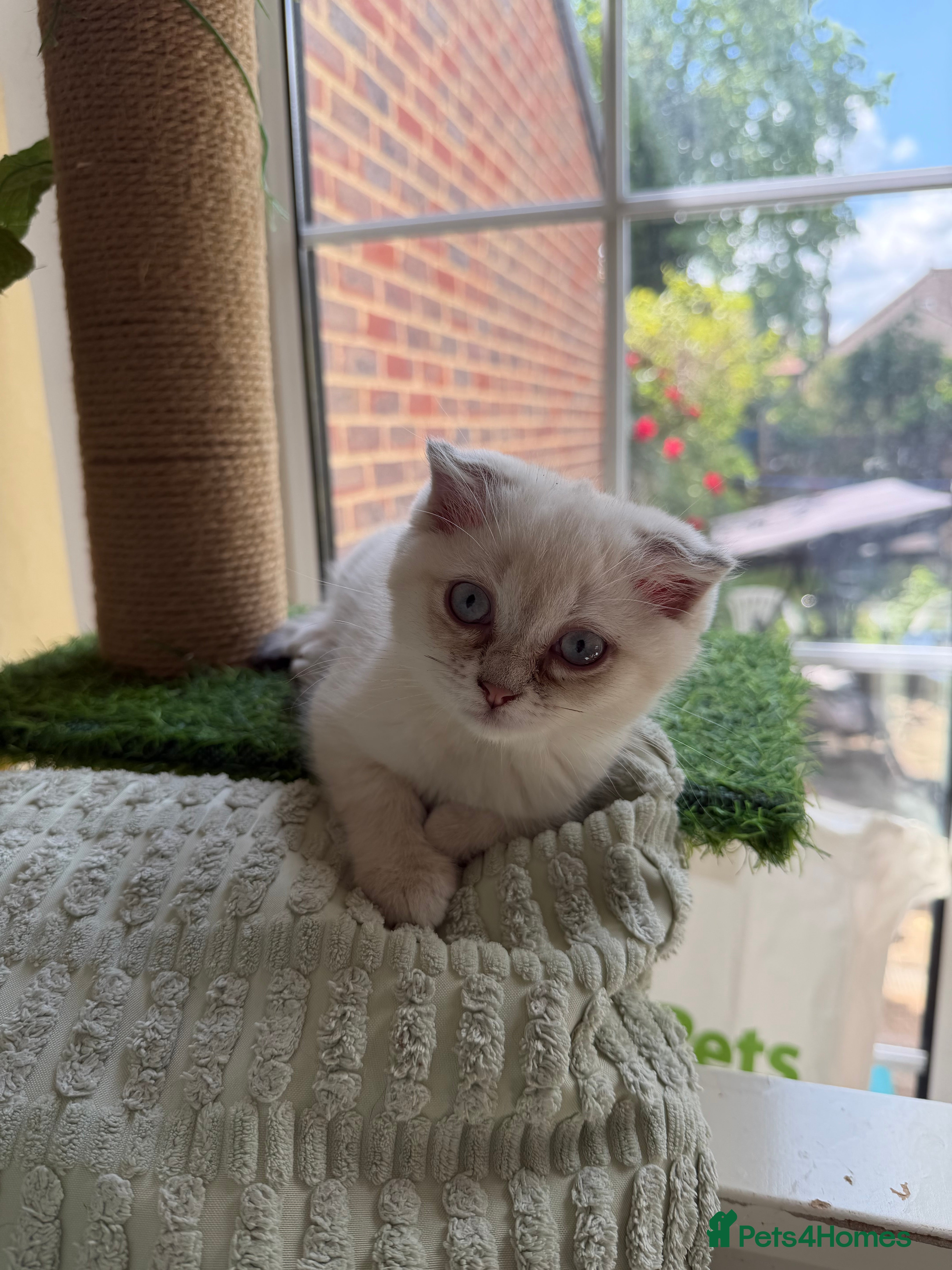 Scottish Fold Kitten 1
