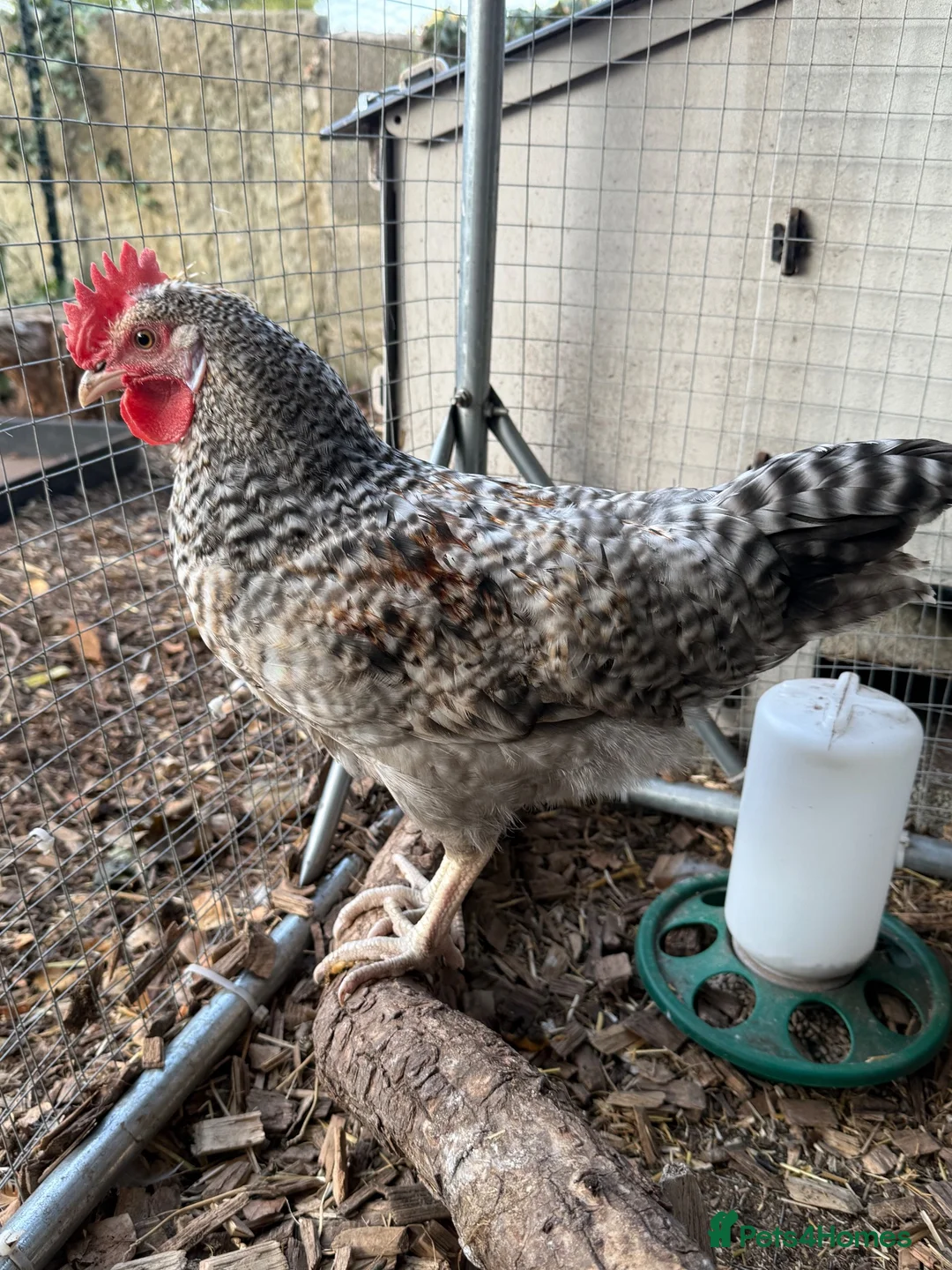 Chickens poultry for sale: Free to a good home - Cream Legbar  - Advert 3