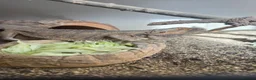 Boa Snake reptiles for sale: 2 year old female bearded dragon Beautiful+ set up - Advert 4