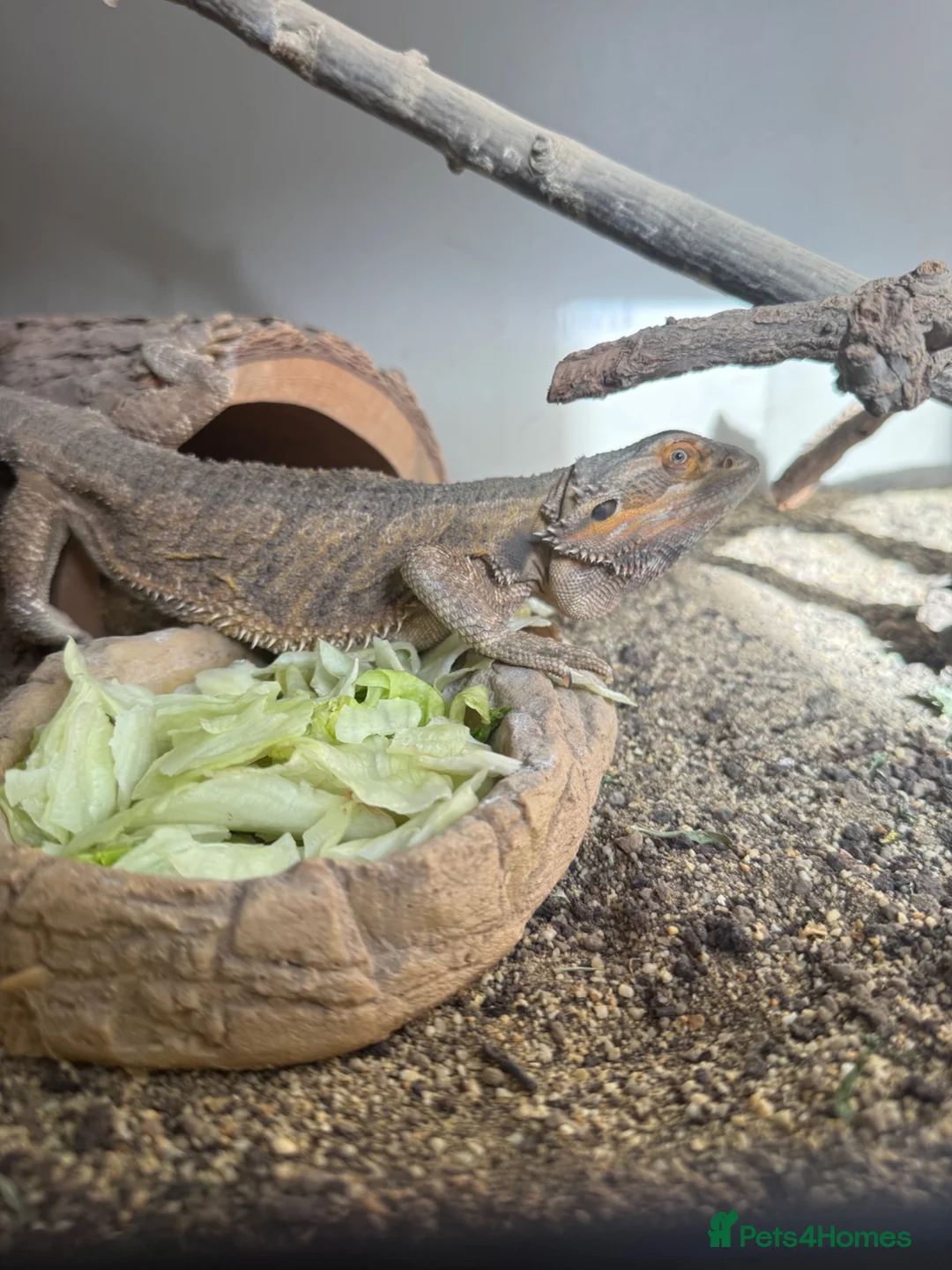 Boa Snake reptiles for sale: 2 year old female bearded dragon Beautiful+ set up - Advert 4