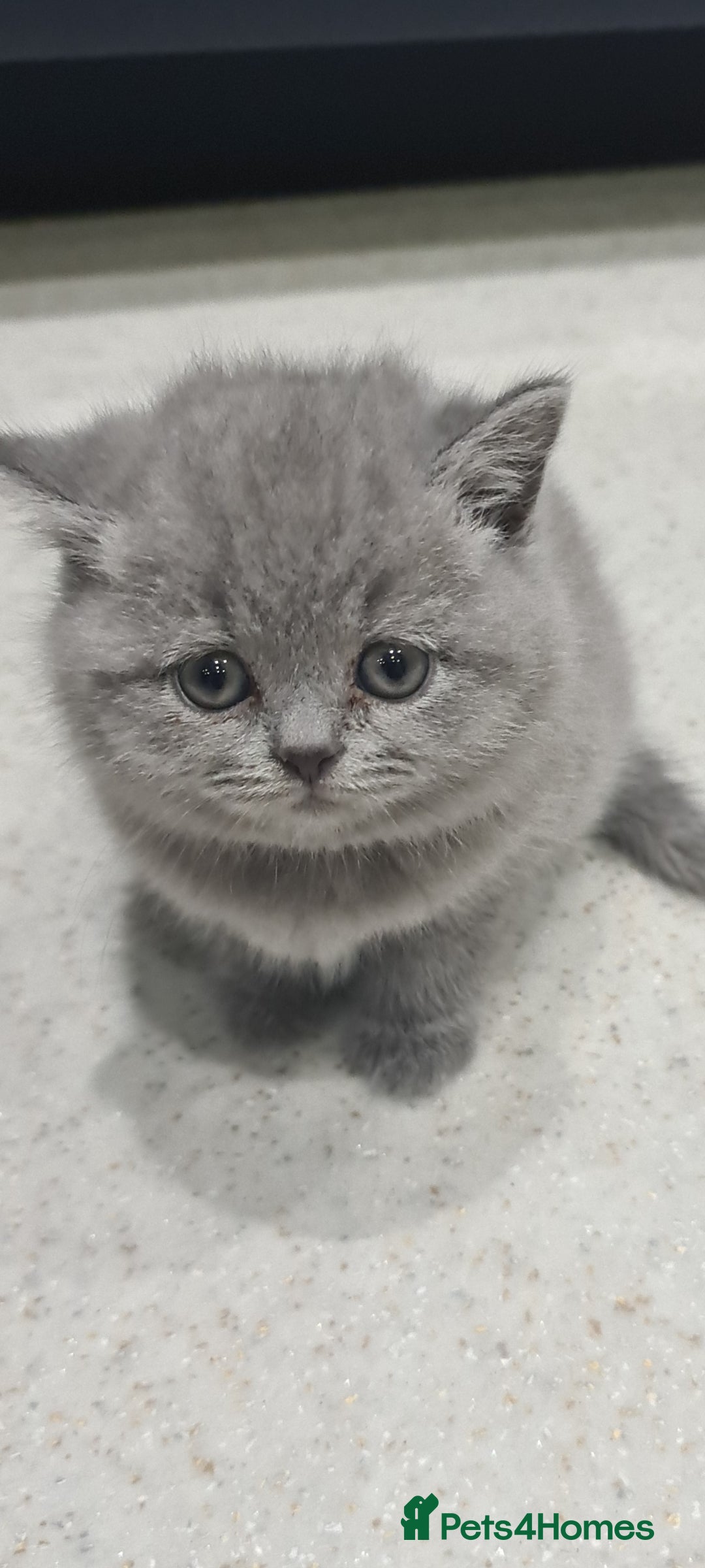 British Shorthair cats for sale: British shorthair kittens *LAST KITTEN* - Advert 3