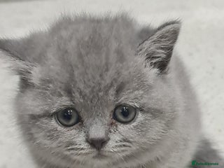 British Shorthair cats British shorthair kittens *Last 3 kittens* - Advert 3