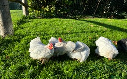 Chickens poultry for sale: Trio of bantams  - Image 5