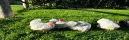 Chickens poultry for sale: Pekin bantams hens and cockerels  - Advert 5