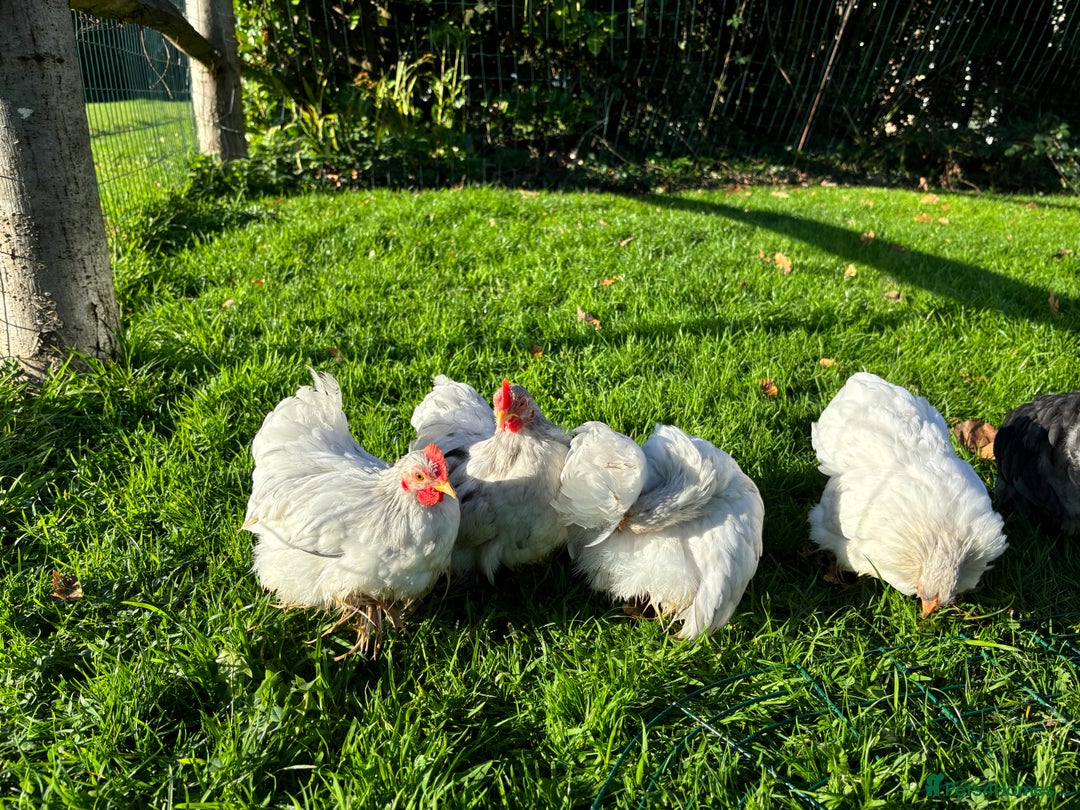 Chickens poultry for sale: Trio of bantams  - Image 5