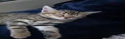 Bengal cats for sale: Beautiful bengal cross kittens - Advert 11