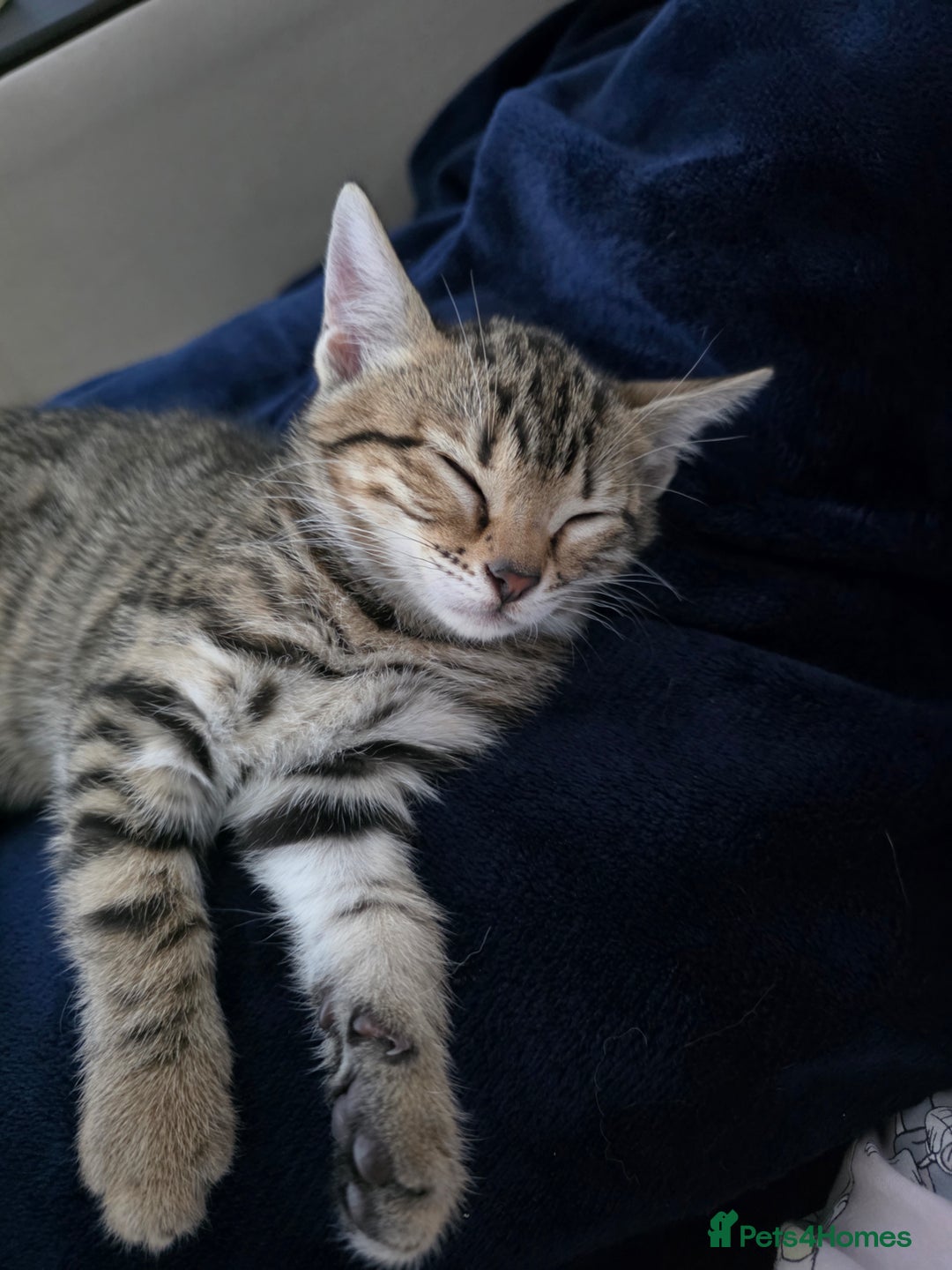 Bengal cats for sale: Beautiful bengal cross kittens - Advert 11