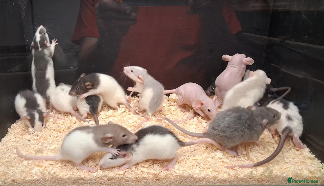 Rat rodents for sale: Baby Dumbo Rats - Advert 1