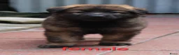 German Shepherd dogs for sale: KC REG OLD STYLE GERMAN SHEPHERD PUPPIES   - Advert 9