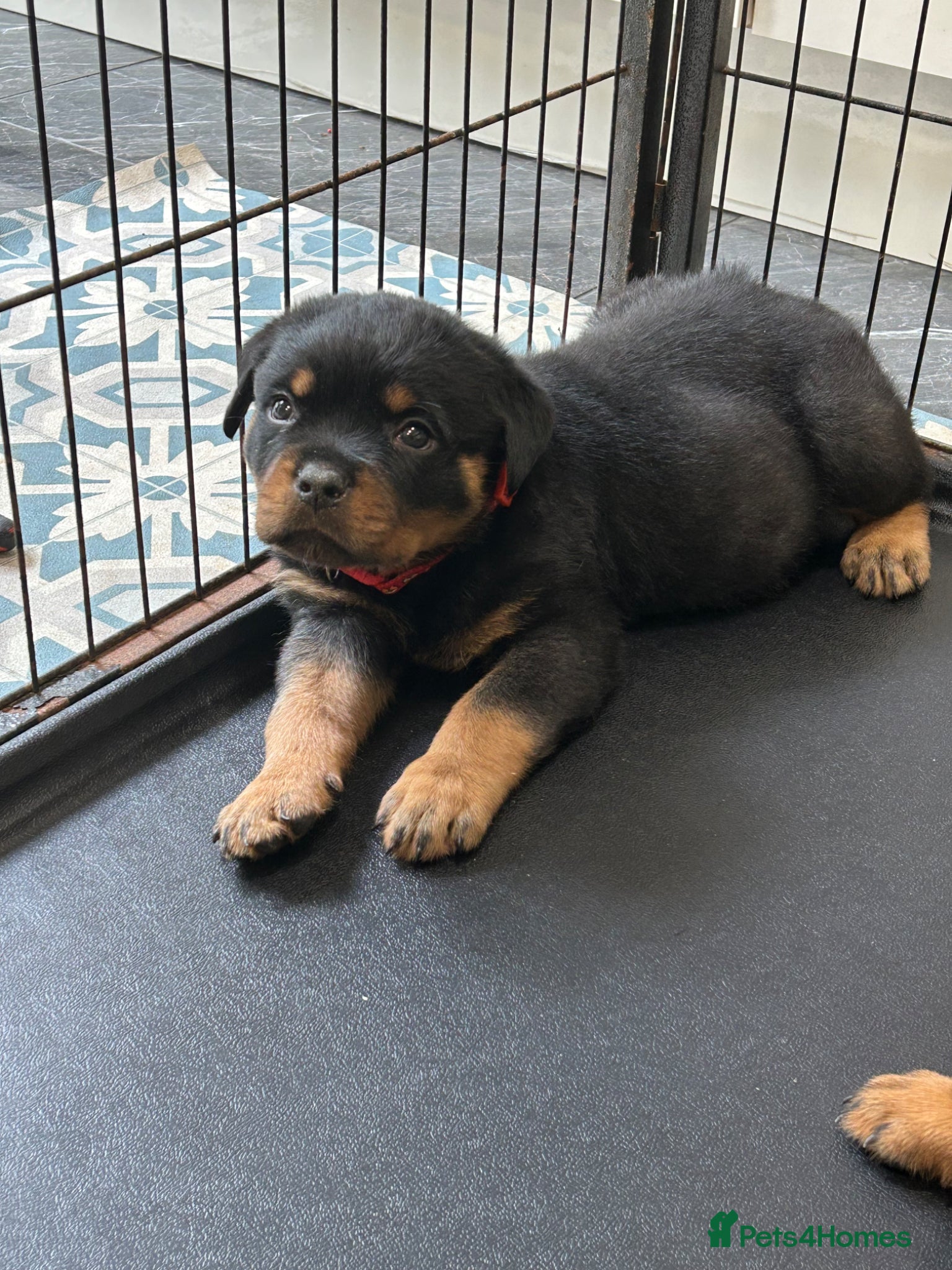 Rottweiler dogs for sale: Rottweiler Puppies  - Advert 21