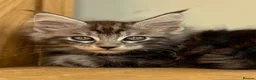 Maine Coon cats for sale: Beautiful Maine Coon kittens - Advert 6