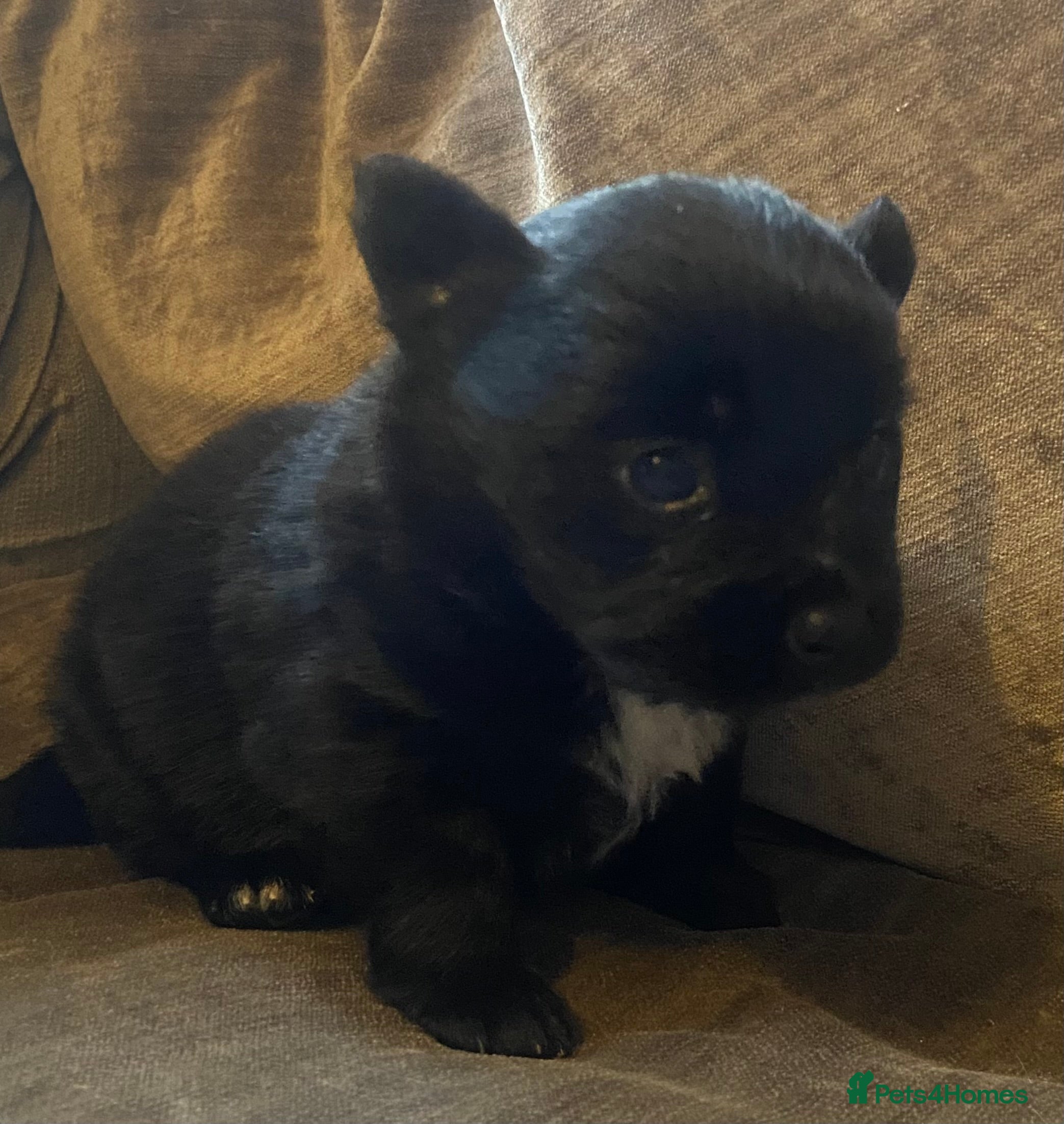 Mixed Breed dogs Beautiful little jackaranian girl - Advert 1