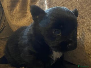 Mixed Breed dogs Beautiful little jackaranian girl - Advert 1