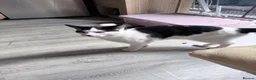 Mixed Breed cats for sale: 2 boys  - Advert 1