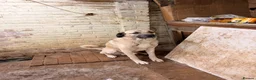 Turkish Kangal dogs for sale: Kangal male  - Advert 4