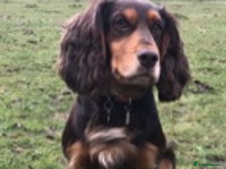 Cocker Spaniel dogs for stud: KC reg Working Cocker spaniel brown & tan in Treharris - Advert 3