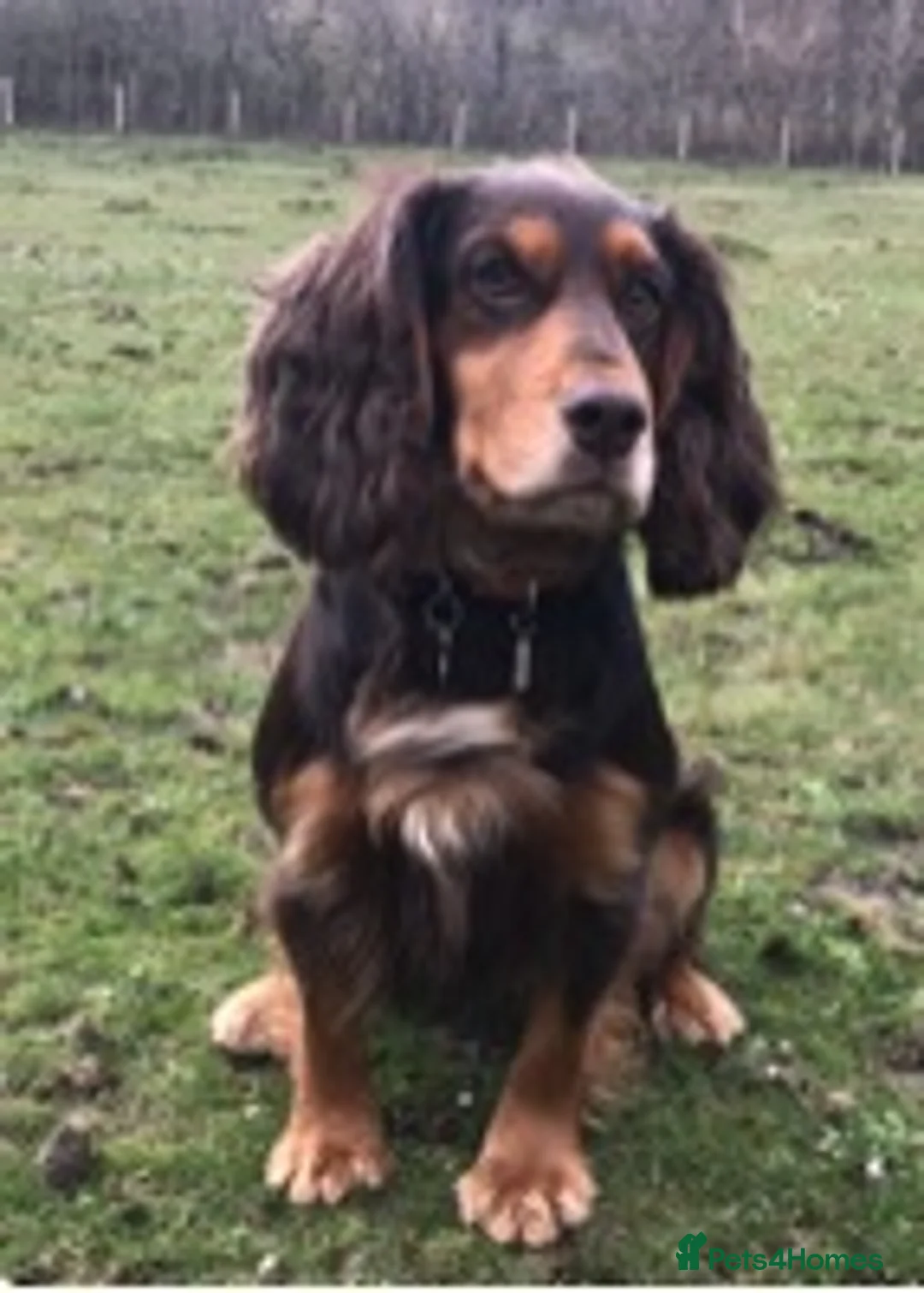 Cocker Spaniel dogs for stud: KC reg Working Cocker spaniel brown & tan in Treharris - Advert 1