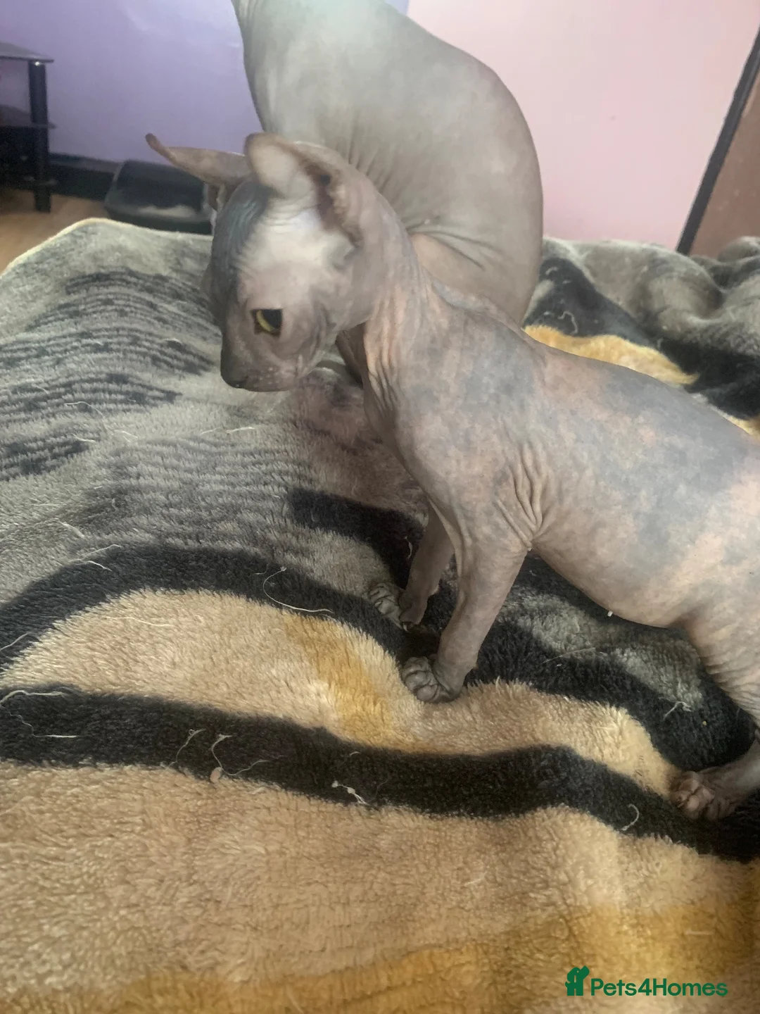 Sphynx cats for sale: Sphinx  - Advert 2