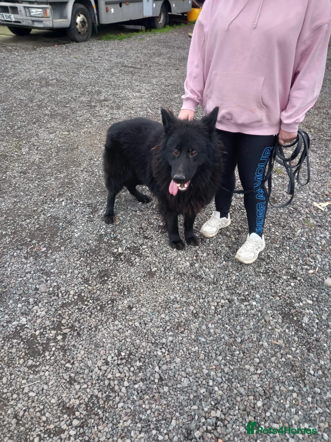 German Shepherd dogs for sale: German shepherd puppies for sale  in Hartlepool - Advert 15