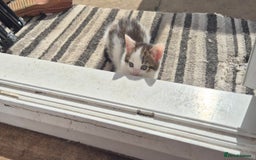 Mixed Breed cats for sale: Kittens for sale - Image 5