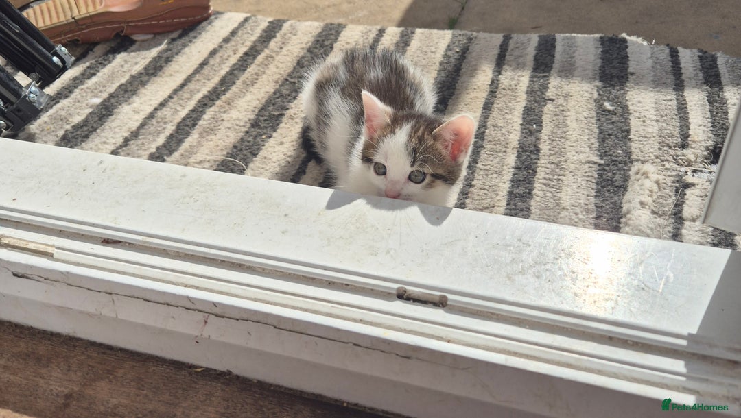 Mixed Breed cats for sale: Kittens for sale - Image 5