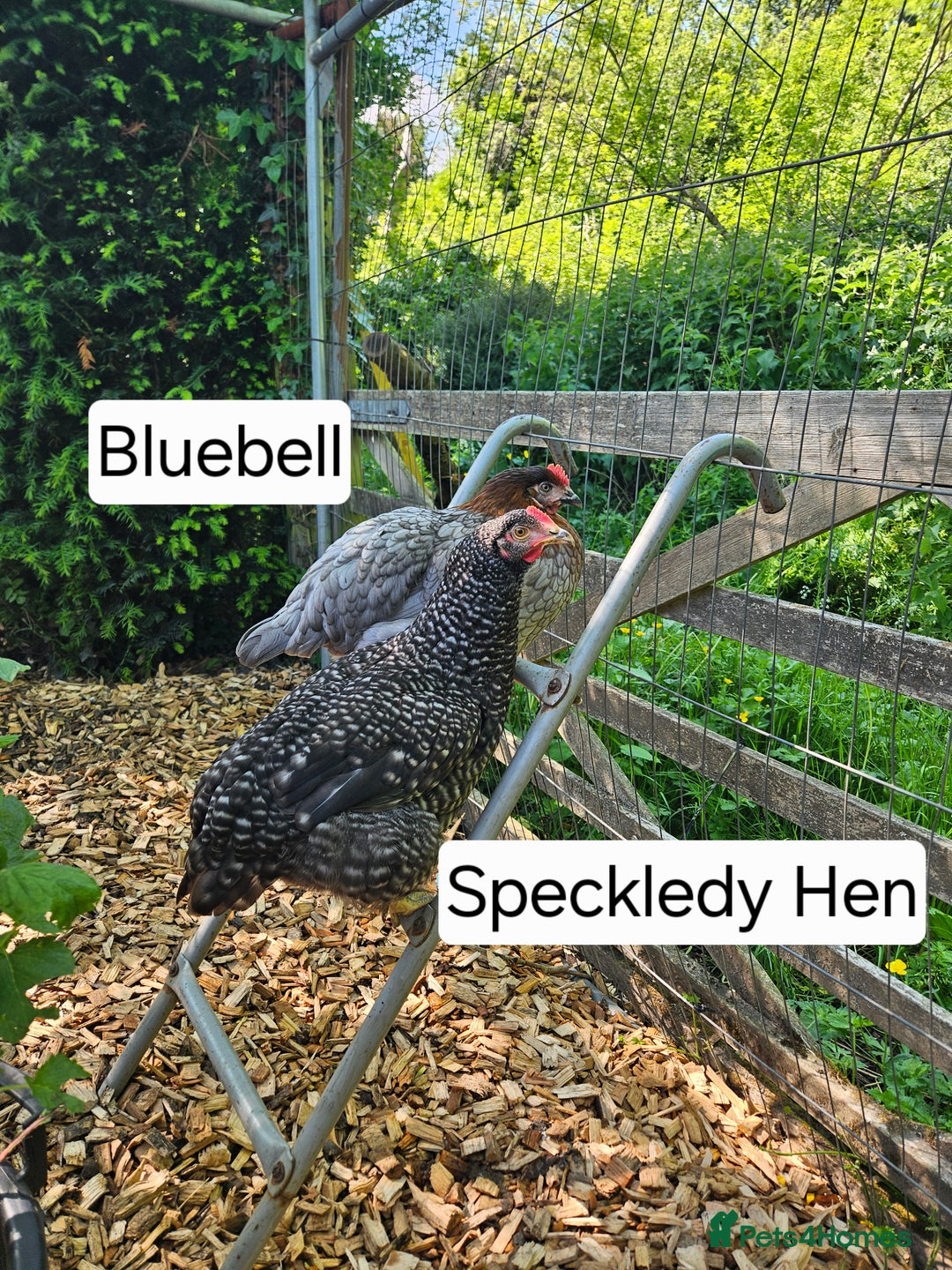 Chickens poultry for sale: Broody Hen plus 2 Egg Layers - Image 4