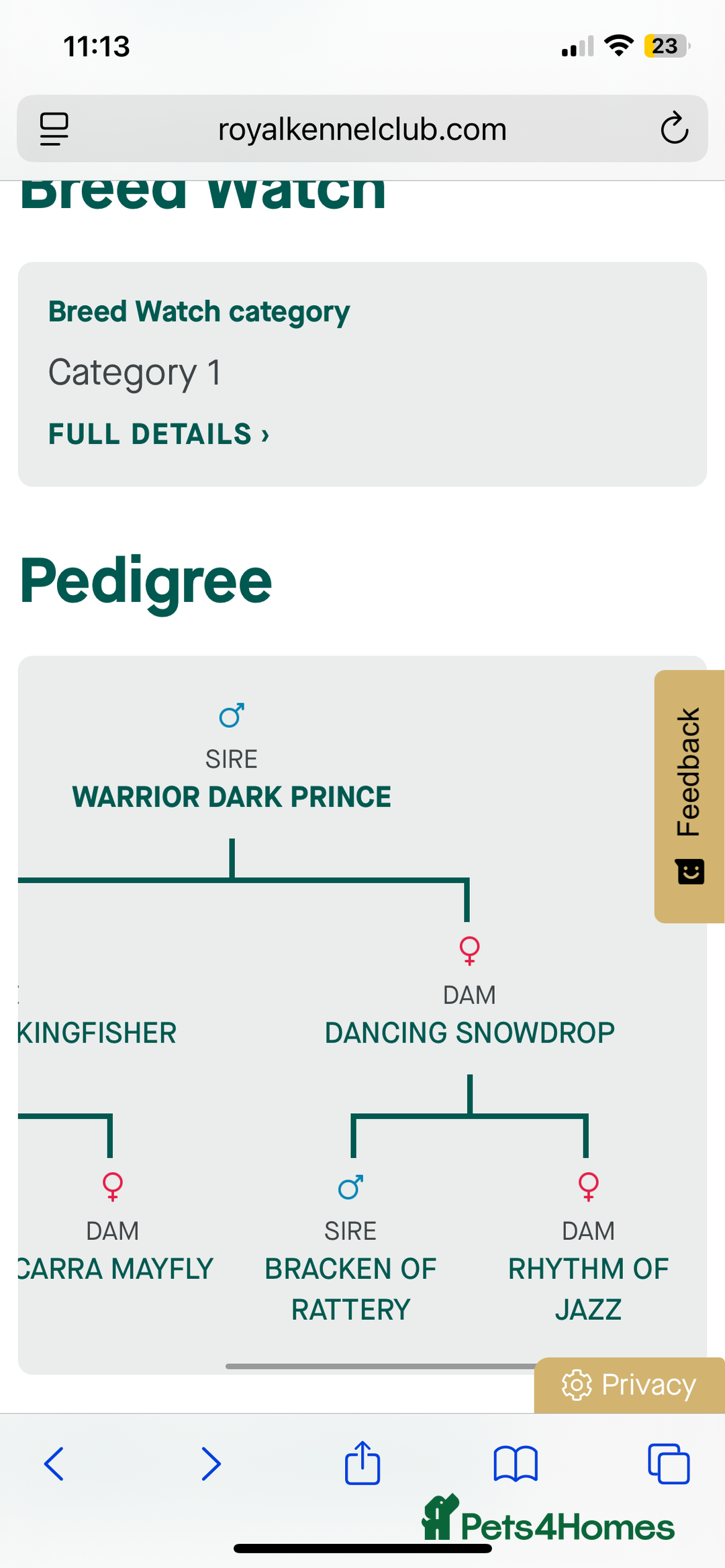English Springer Spaniel dogs for sale: KC Working Line Springer Litter Confirmed  - Advert 4