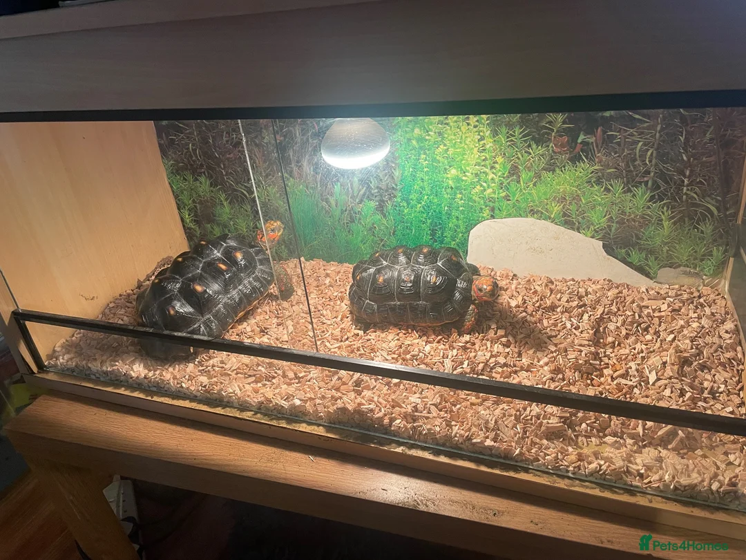 Tortoise reptiles for sale: 2 x red footed tortoises in Basildon - Advert 2