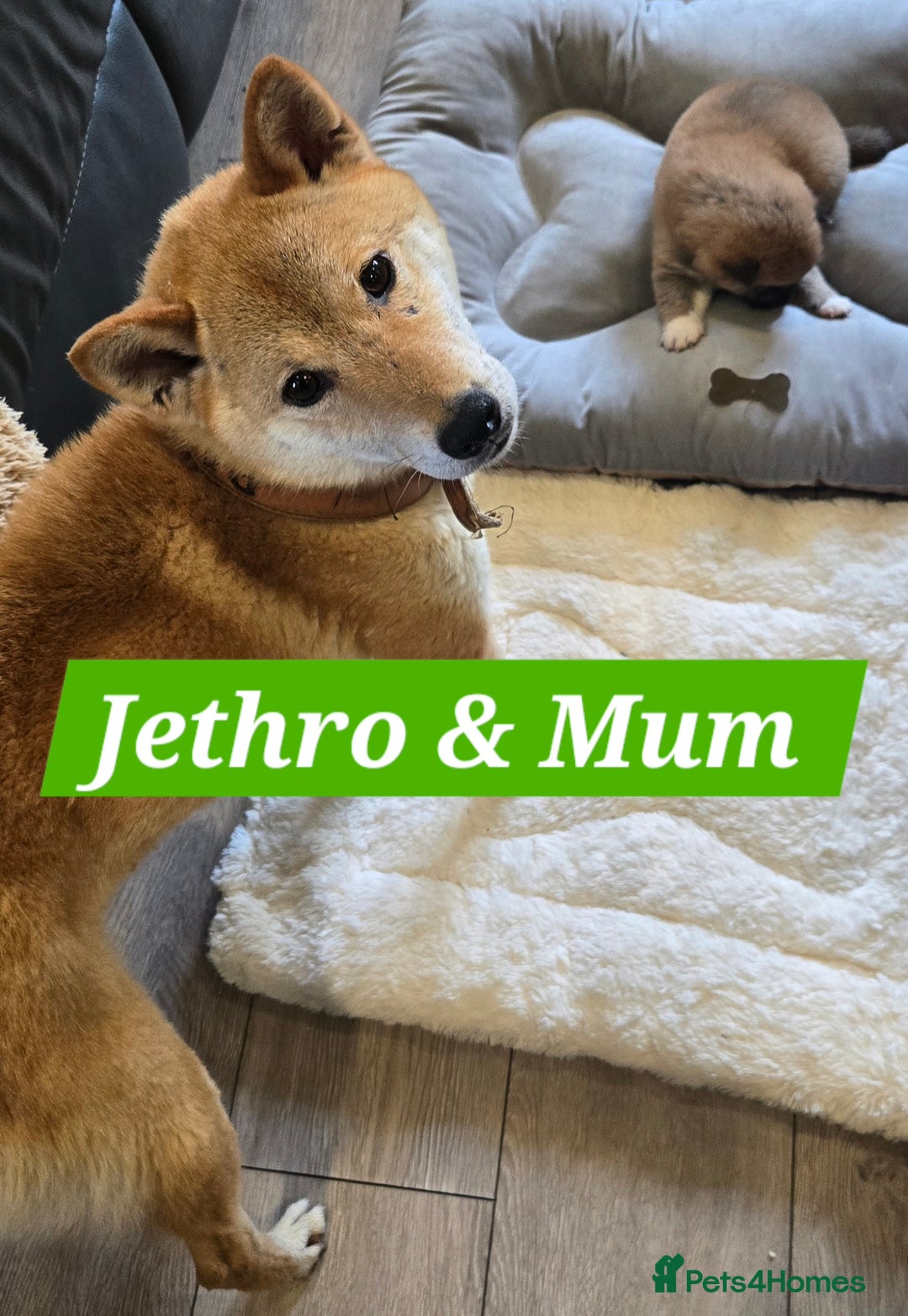 Japanese Shiba Inu dogs for sale: Beautiful Shiba - Image 6