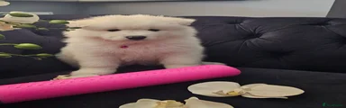 Samoyed 3