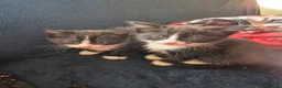 Mixed Breed cats for sale: Kittens for sale  in Gillingham - Advert 5