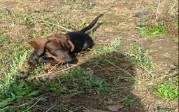 Dachshund dogs for sale: One Mini dachshund puppy Dad kc registered in Northampton - Image 1