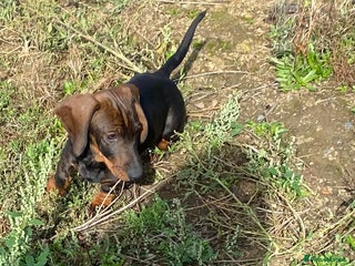 Dachshund dogs in Northampton - Advert 4