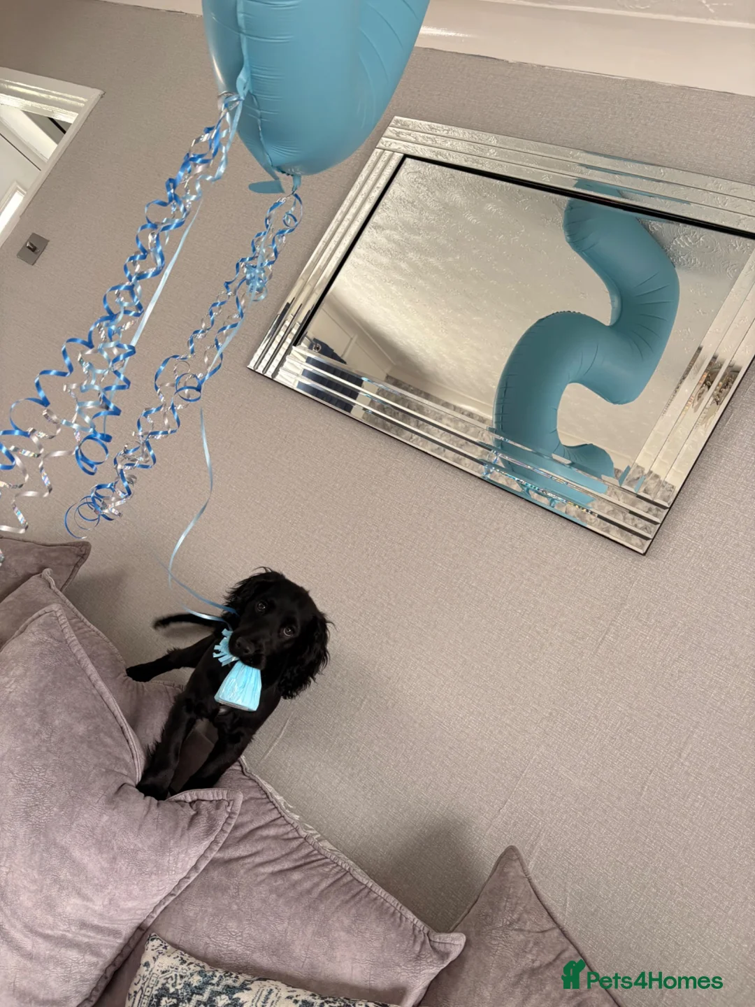 Cocker Spaniel dogs for sale: Male cocker spaniel puppy in Middlesbrough - Advert 2