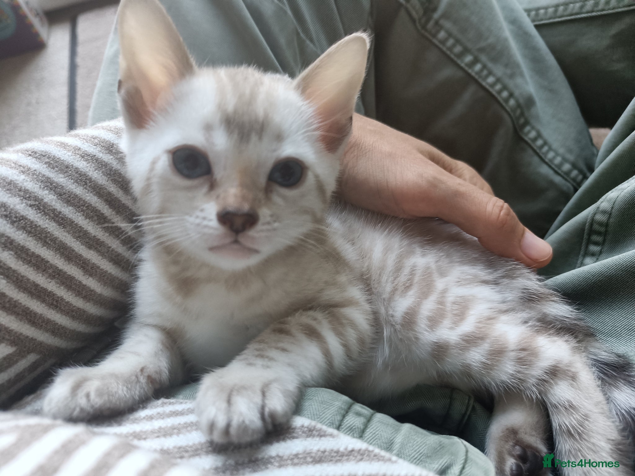 Bengal cats Absolutely beautiful pedigree bengal kittens - Advert 2