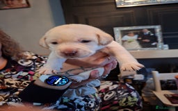 Labrador Retriever dogs for sale: Labrador puppies - Image 7