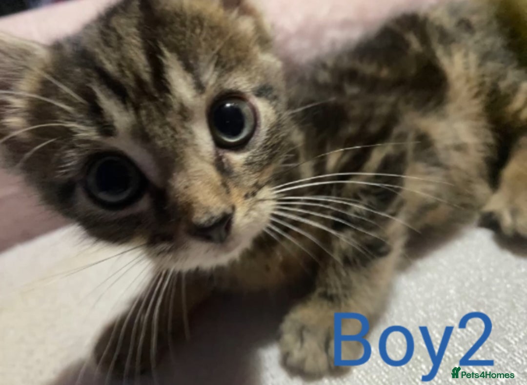 American Shorthair cats for sale: 2 american short hair kittens - Image 1