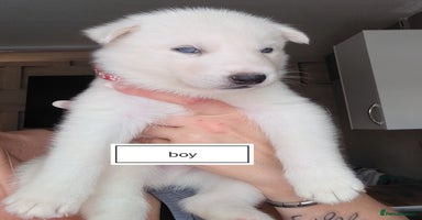 Siberian Husky dogs - Advert 3