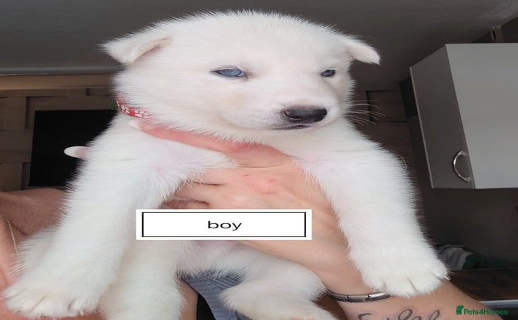 Siberian Husky dogs - Advert 16