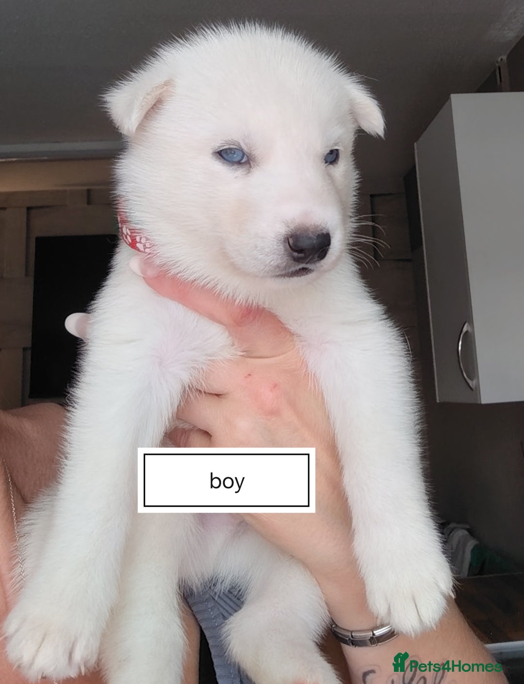 Siberian Husky dogs for sale: Siberian huskys READY NOW 1 boy 1 girl. - Image 10