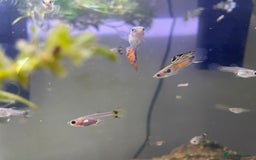 Live Bearers fish for sale: Mixed guppies - Image 5