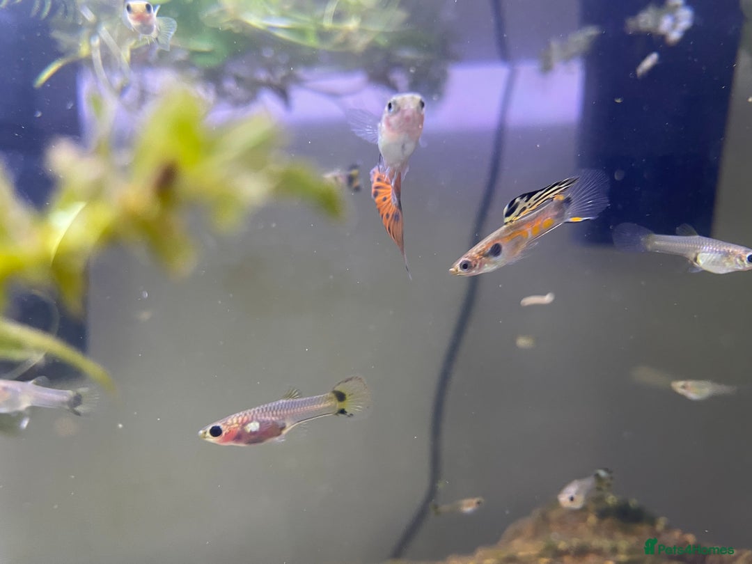 Live Bearers fish for sale: Mixed guppies - Image 5