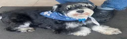 Miniature Schnauzer dogs for sale: 🐾Miniature Schnauzer Pups 🐾 in Gloucester - Advert 22