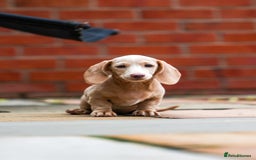 Miniature Dachshund dogs for sale: Miniature cream dachshund - Image 3