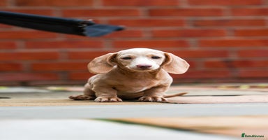 Miniature Dachshund dogs - Advert 11