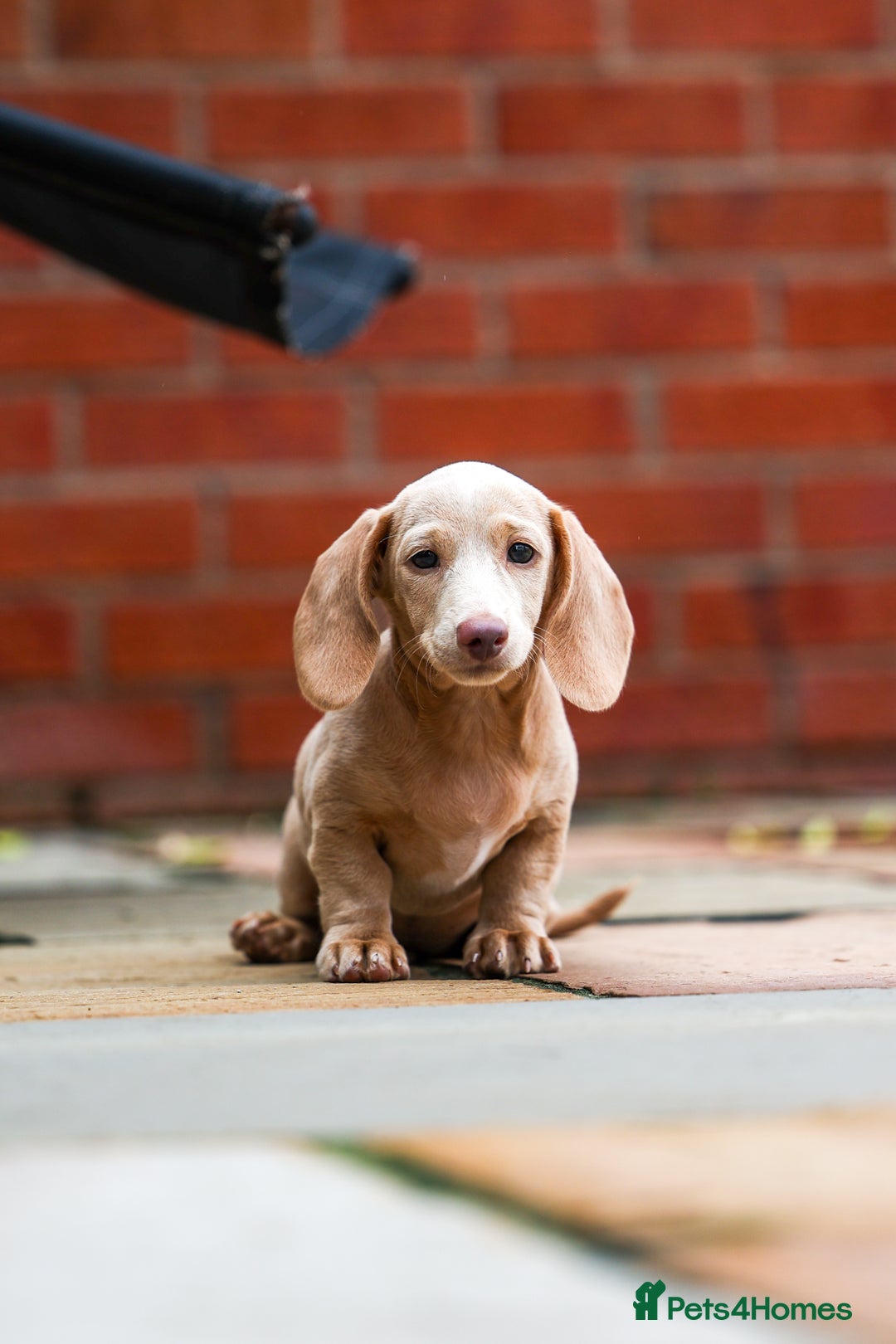 Miniature Dachshund dogs for sale: Miniature cream dachshund - Image 3
